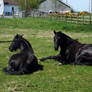 Black horses 01