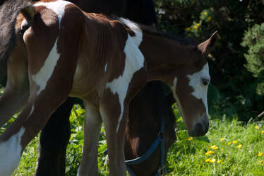Rosie and foal 15