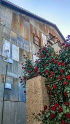 Red Roses of Jerome