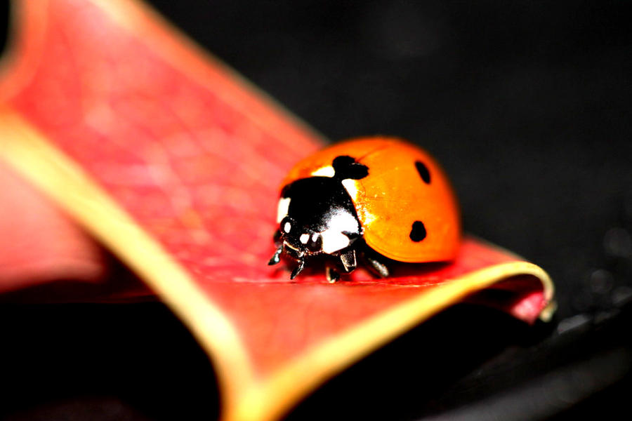 Java Ladybug Ladybug 3 by lainy9326 on DeviantArt