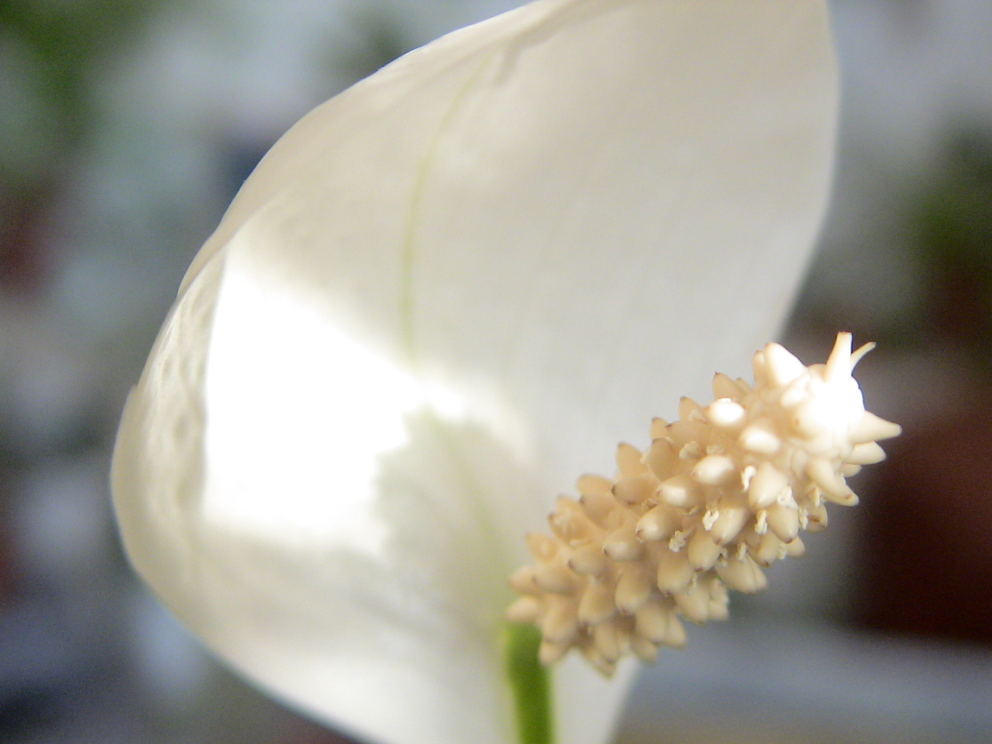 White Flower