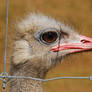 Ostrich Profile