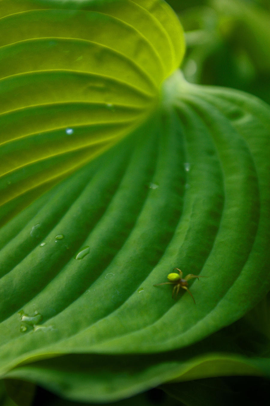 Green Spider.