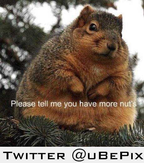 Fat squirrel