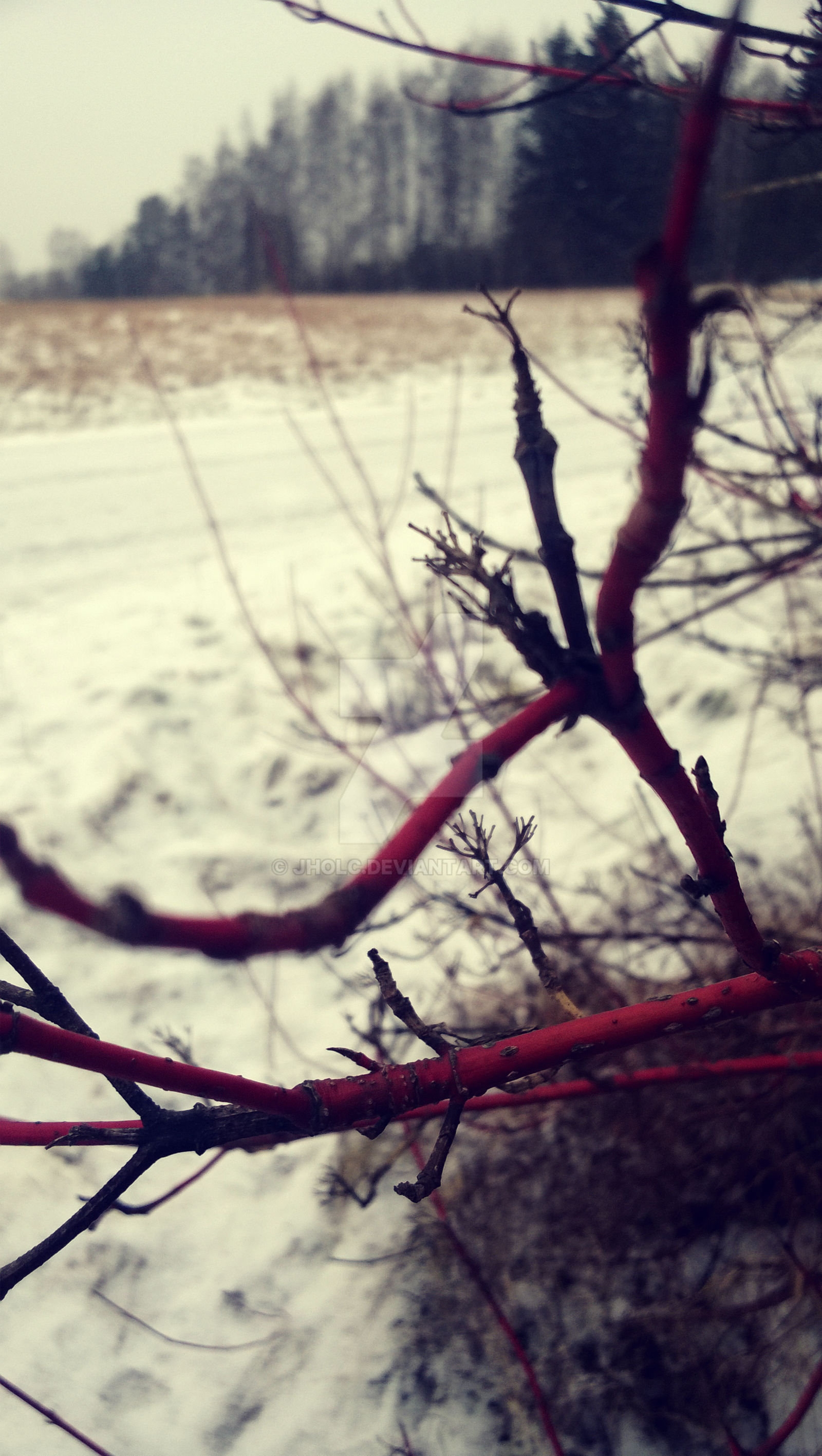 red branches 2.