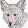 canis latrans