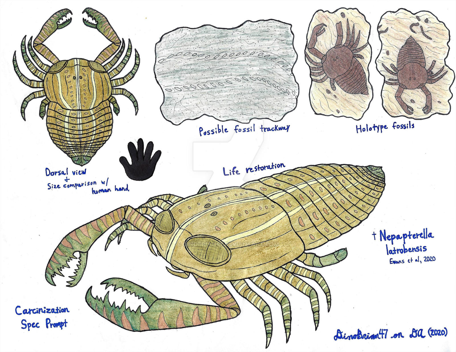 Carcinization Carcinization Spec Prompt - Carcinized Eurypterid by DinoBrian47 on ...