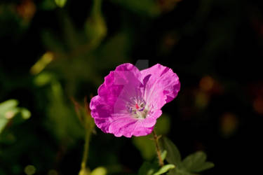 Wild Geranium in Glamour Light