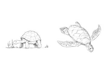 Turtles Study