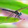 Blue eye Dragonfly