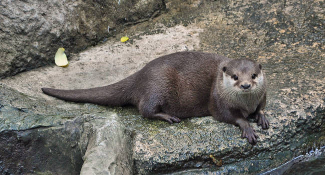 Otter 3