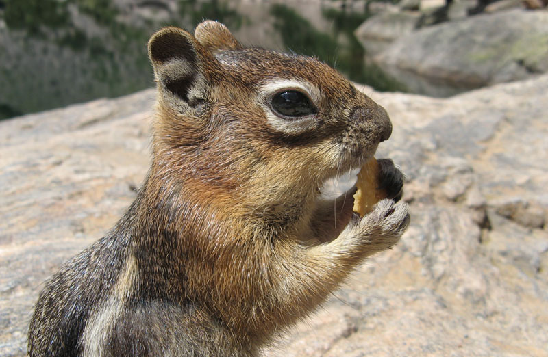 Chipmunk