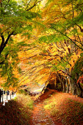 Momiji Corridor @ Kawaguchiko Lake (Fujisan)