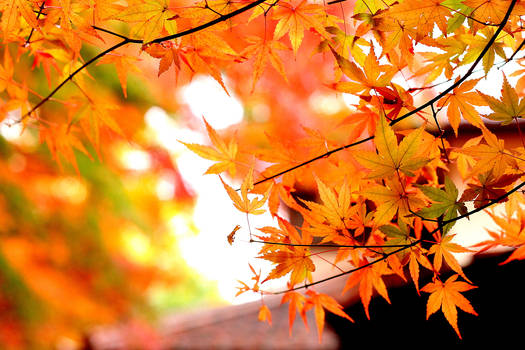 Red maples (japan)