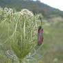 Zygaena filipendulae