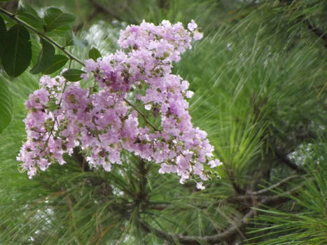 Crepe Myrtle and Pine