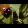 Ladybug2