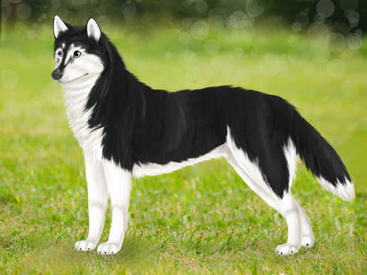 Husky Deviantart Explore the Best Siberian_husky Art | DeviantArt