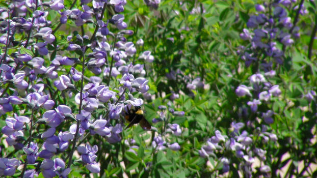 Purple Bumble