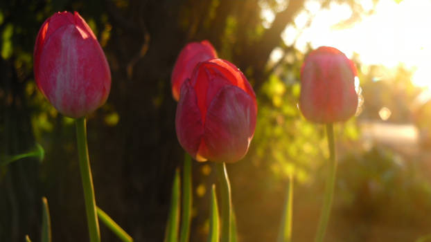 Pink Rayed Tulips