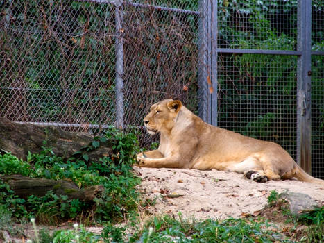 Lioness