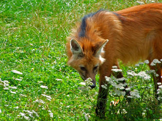 Maned Wolf III