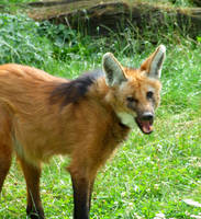 Maned Wolf IV