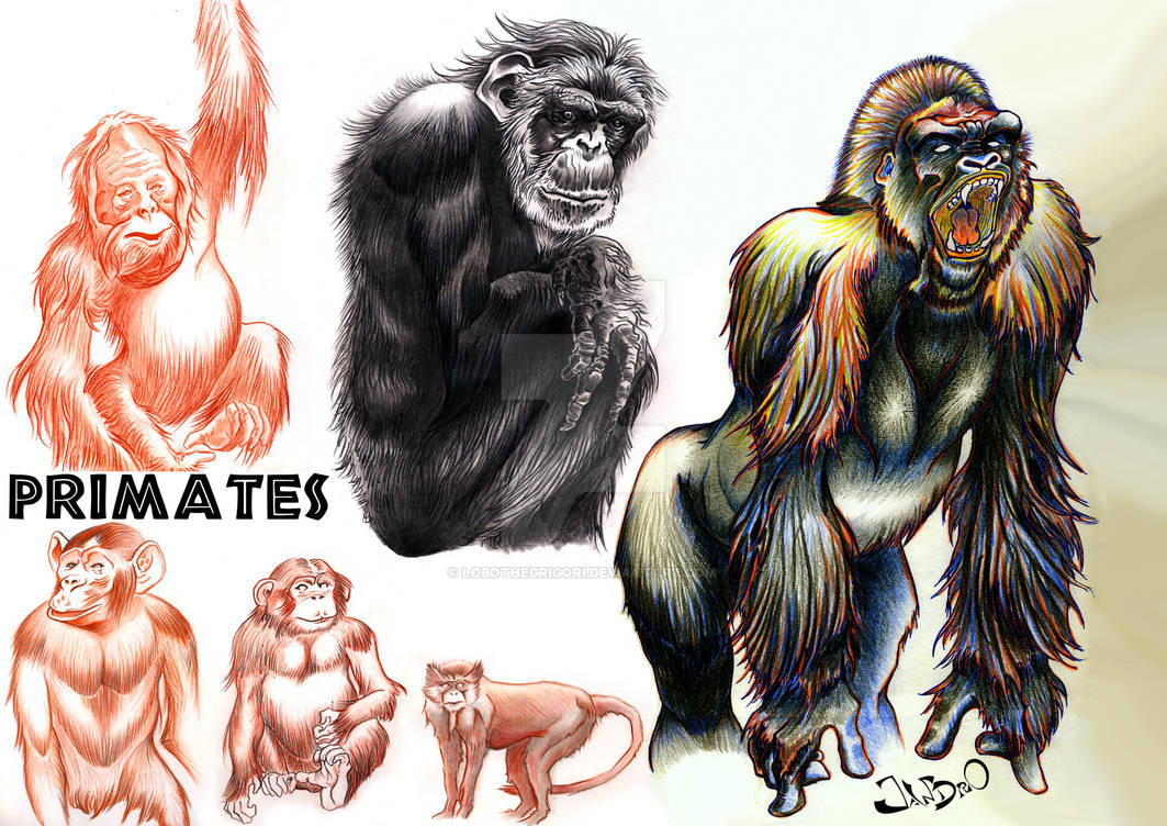 Primates Deviantart Base Primates Illustration by lobothegrigori on DeviantArt