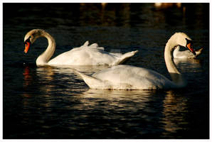 Swan series II