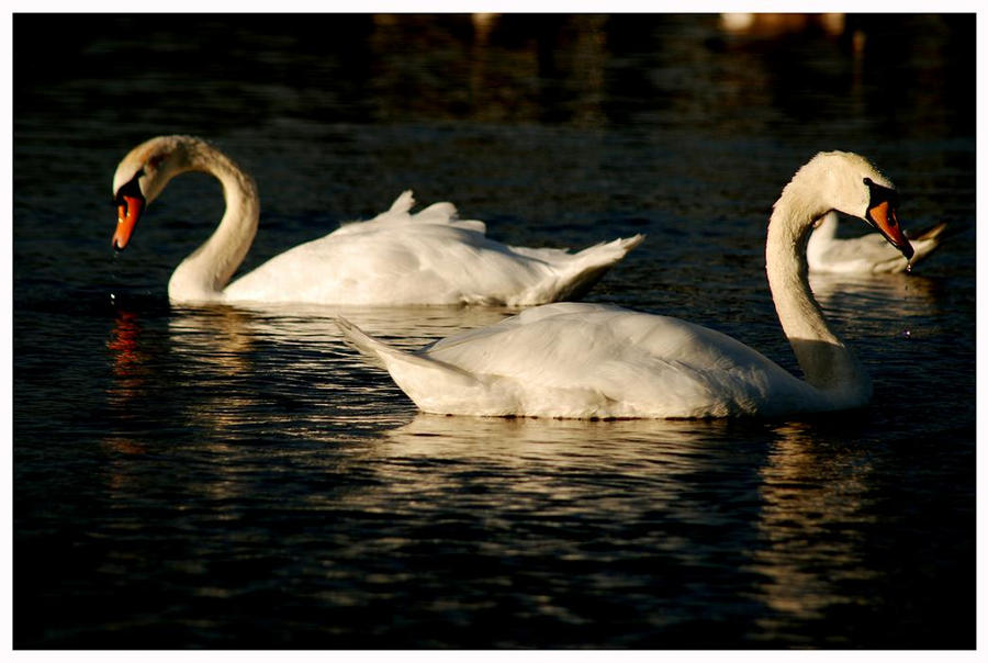 Swan series II by madam-amasy on DeviantArt