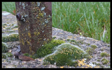 Moss and Rust