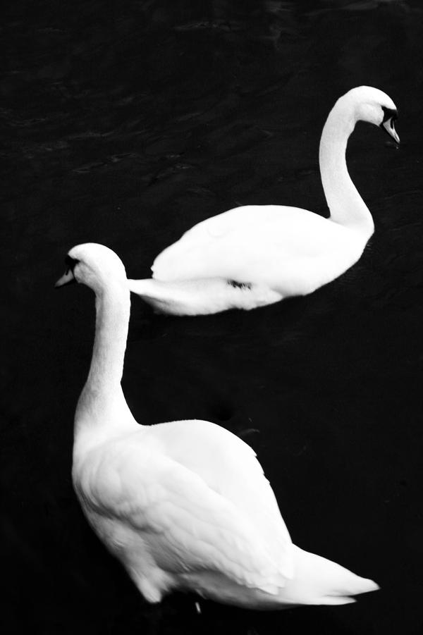 Swan Lake