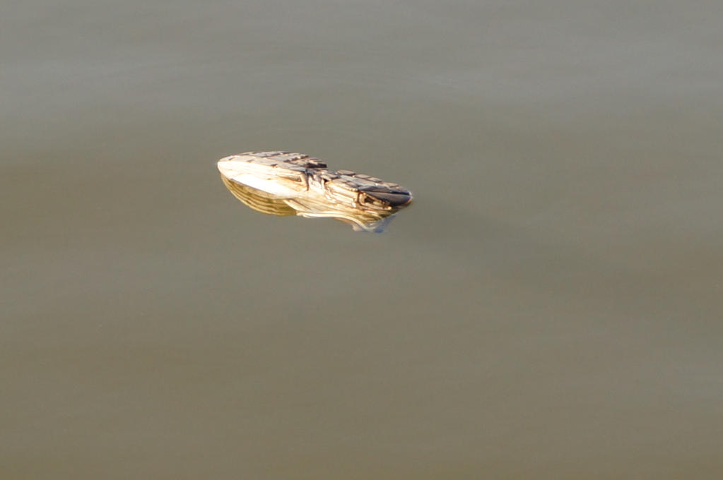 A shoe in the water