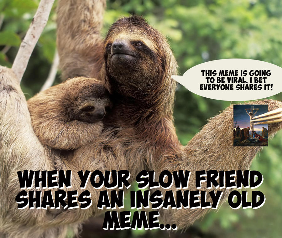 Sloth Meme Sloth Myths: 14 Things You Think You Know About Sloths