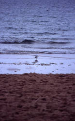 small bird, big ocean.