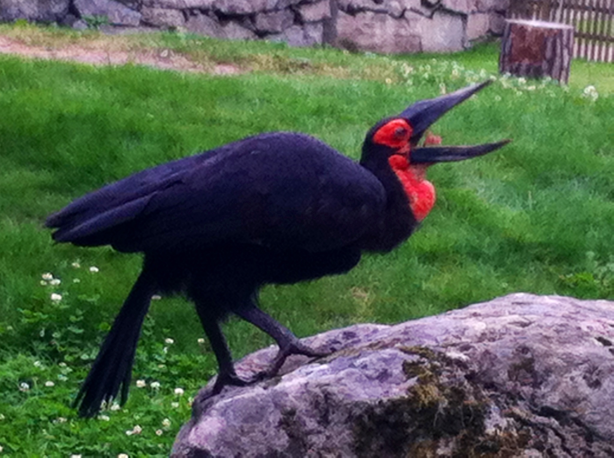 Southern Ground Hornbill2