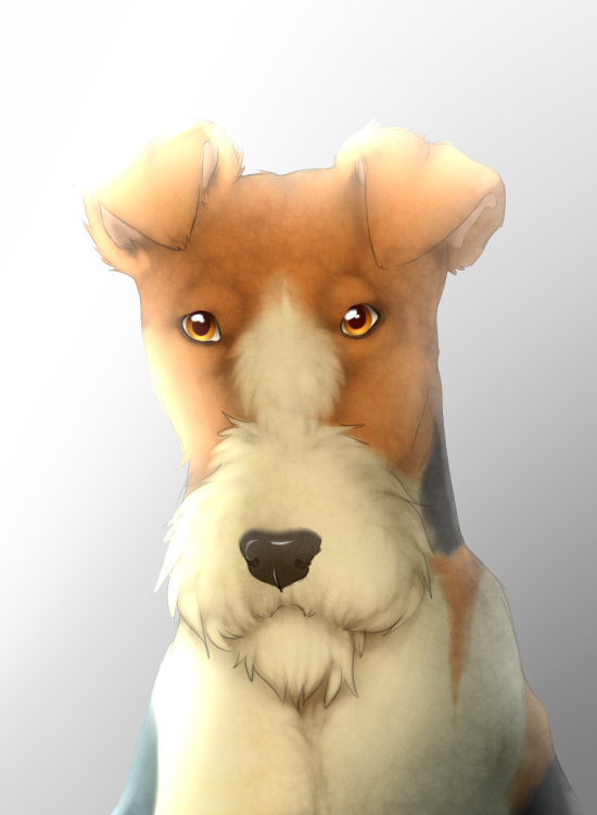 Foxterrier