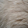 Cat Fur Stock 1