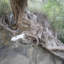 big roots 2