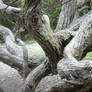 big roots 32