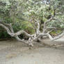 big roots 45