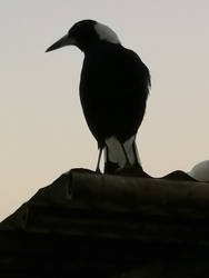 Magpie Silouhette 1