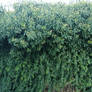 Ivy wall