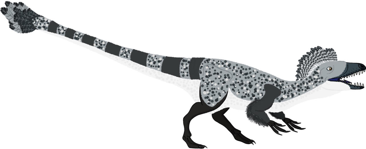 Coelurus Deviantart Coelurus (Female) by PaleoFauna on DeviantArt
