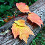 Leaves on Log