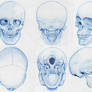 Anatomy: Skull