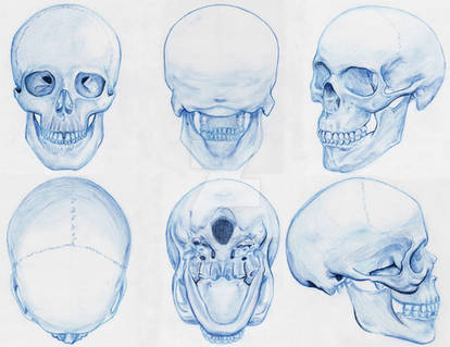 Anatomy: Skull