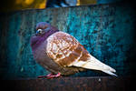 pigeon10 by Sv-Batalina