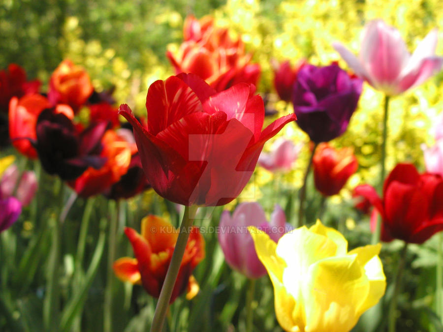 Tulips Color