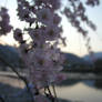 Sakura Twilight